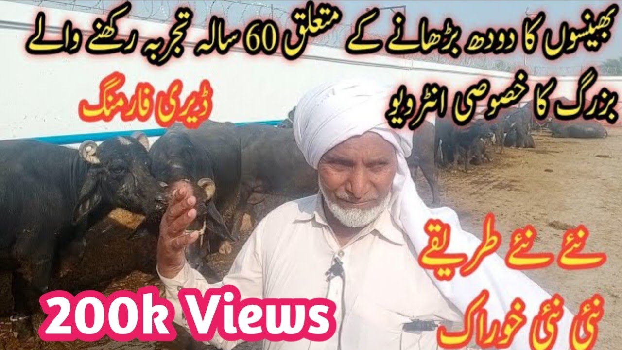 Эксклюзивное интервью со старейшиной, имеющим 60-летний опыт выращивания буйволиного молока | Мол...