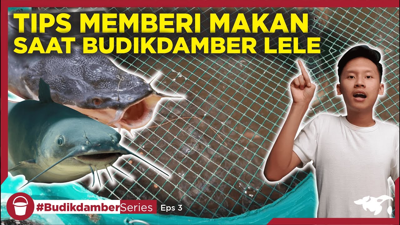 TIPS MEMBERI MAKAN IKAN LELE BUDIDAYA DALAM EMBER l BUDIKDAMBER SERIES Lele Eps 3