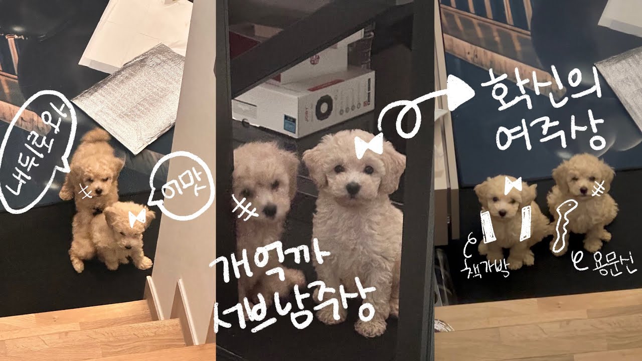 [JP SUB] お姫様像 犬と悪い男像 犬の養子縁組 🐶 | 新しいエプロンを着て韓国で流行中のレシピ | 犬の合祀 | 多犬家庭 | 韓国カップルvlog