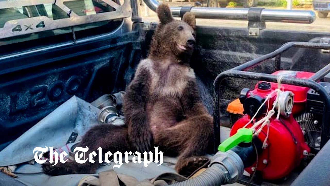 Bear cub high on 'mad honey' gets rescued in Turkey