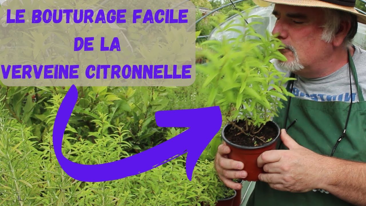 ASTUCES pour REUSSIR à Coup Sûr le BOUTURAGE de la Verveine Citronnelle.