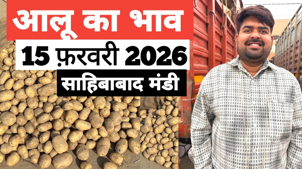 15 February 2026 🥔आलू का भाव साहिबाबाद मंडी | toady potato rates #aalu #aalubhav #potato #delhimandi