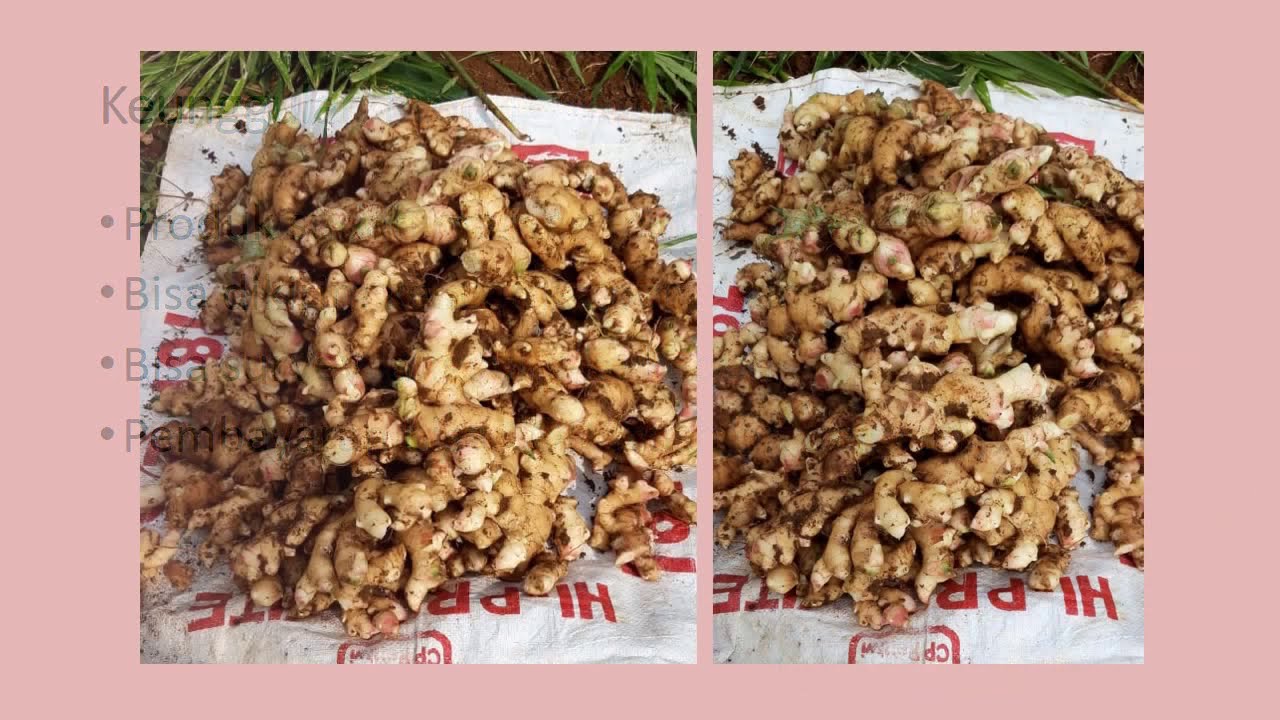 Harga Jahe Gajah Minggu Ini