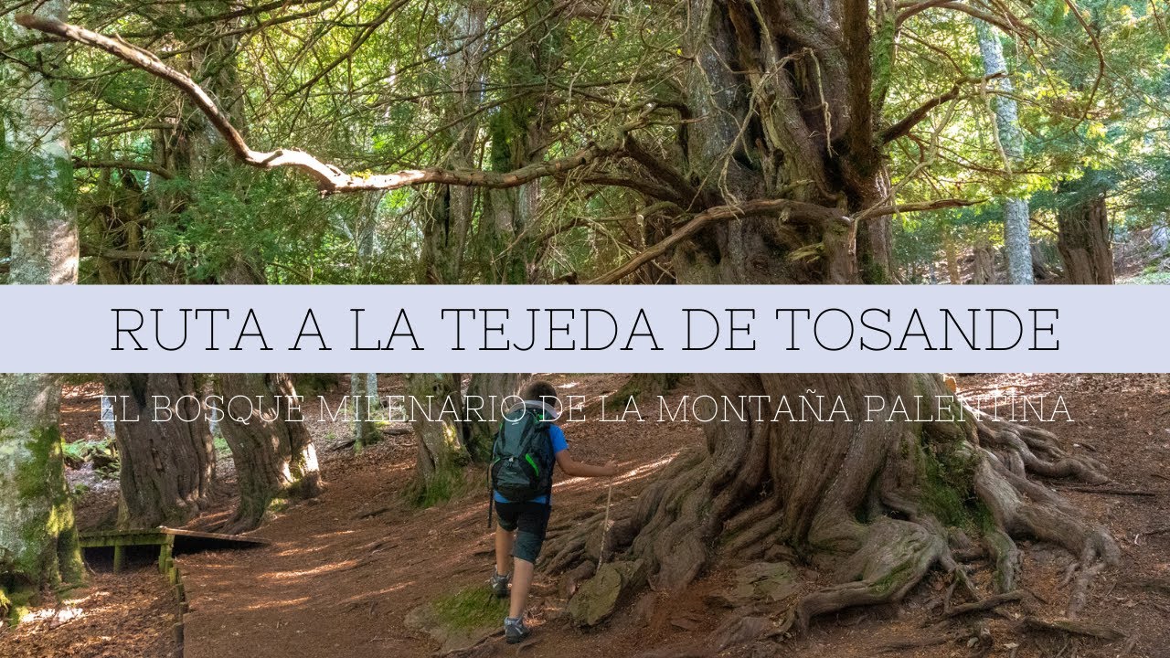 Ruta a la Tejeda de Tosande, el bosque milenario de la Montaña Palentina