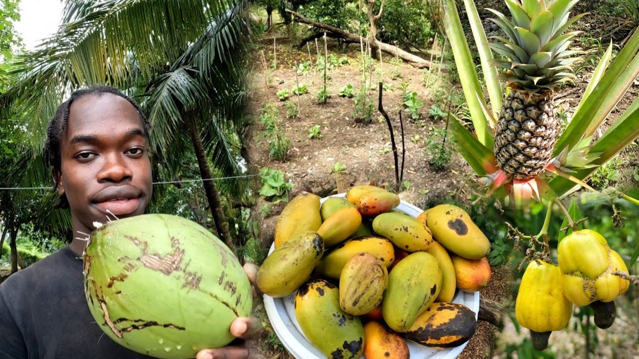 Day1 Working On The Farm | Update On The Fruits | Mangoes, Pineapple, Cashew etc | Must Watch