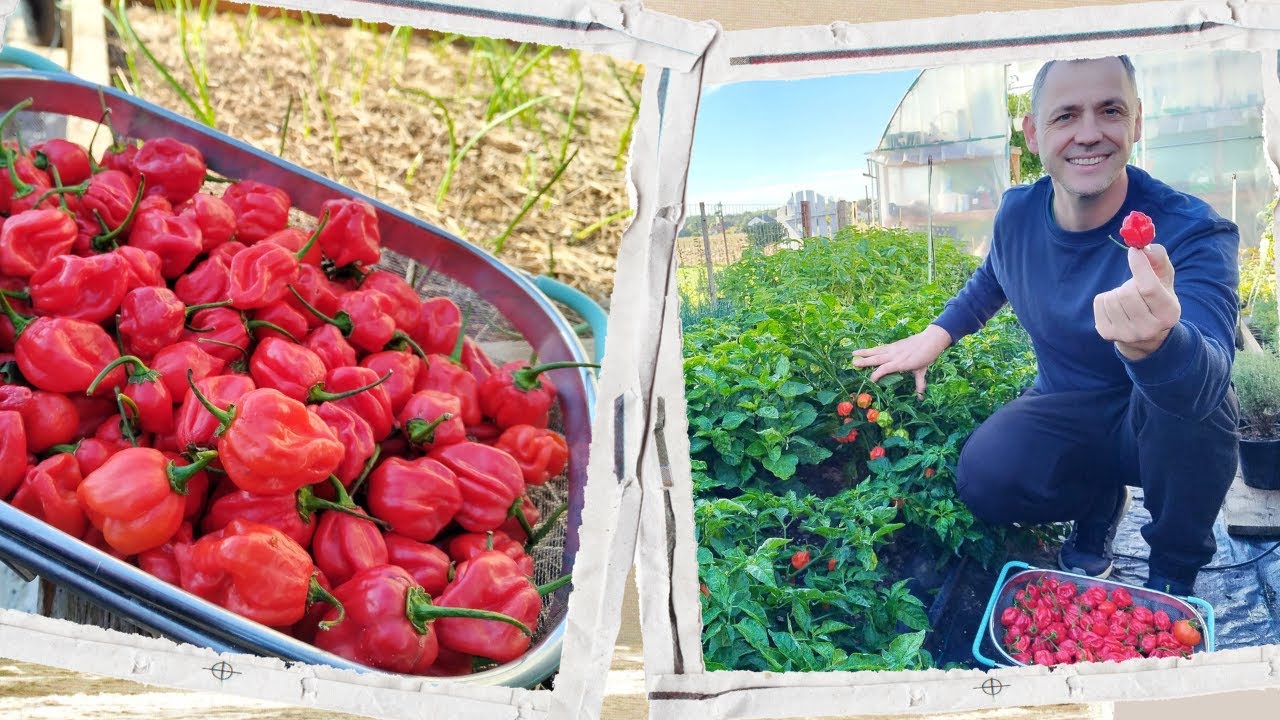 Recolta de ardei iuti - Carolina Reaper si Habanero Red!
