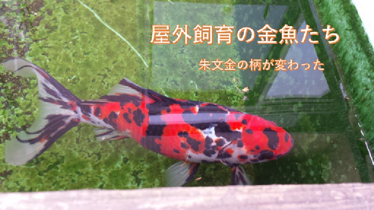 屋外飼育の金魚たち　朱文金の柄の変化