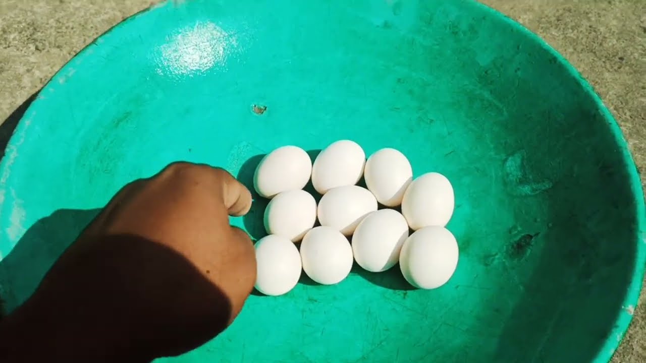 କଉଠୁ ଆସିଲା ଏତେସାରା ଅଣ୍ଡା 🥚🥚