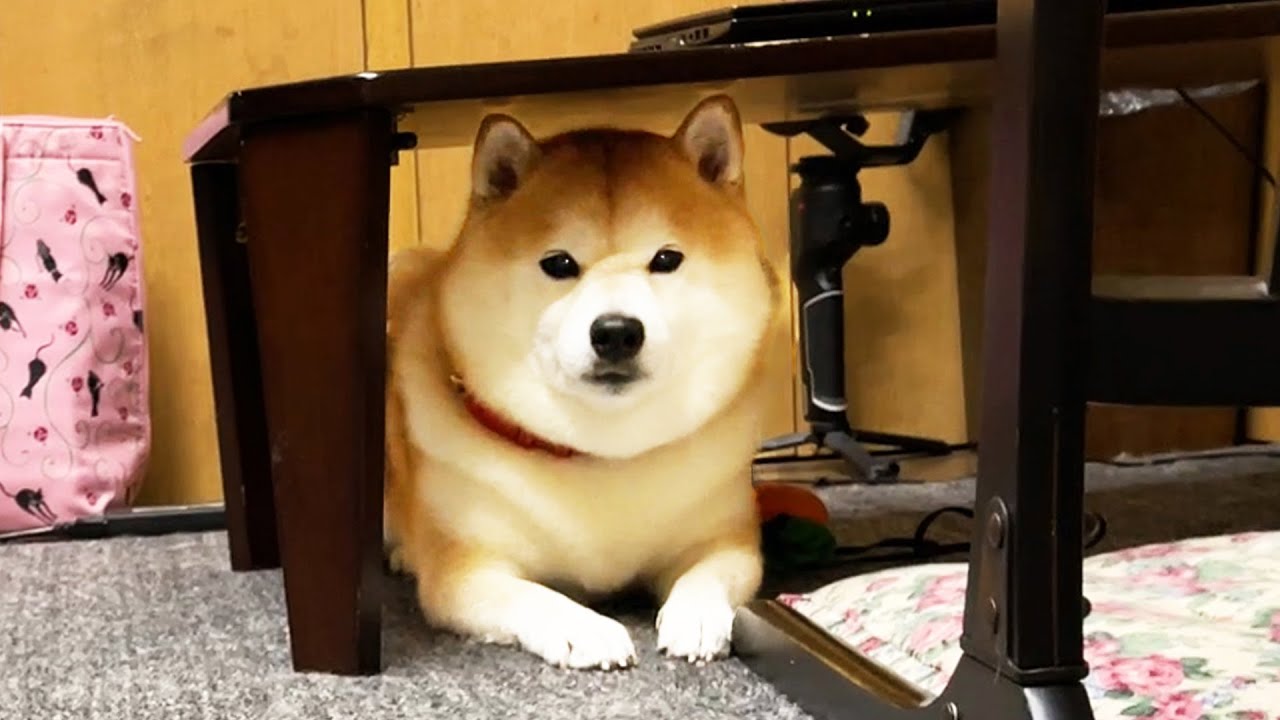 Excited Shibe suddenly conducts high-speed evacuation drill