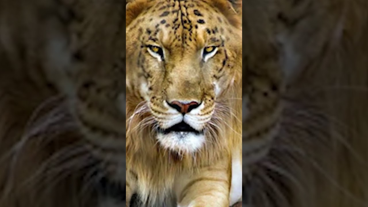 leopon #ytshorts #leopon #animalfacts