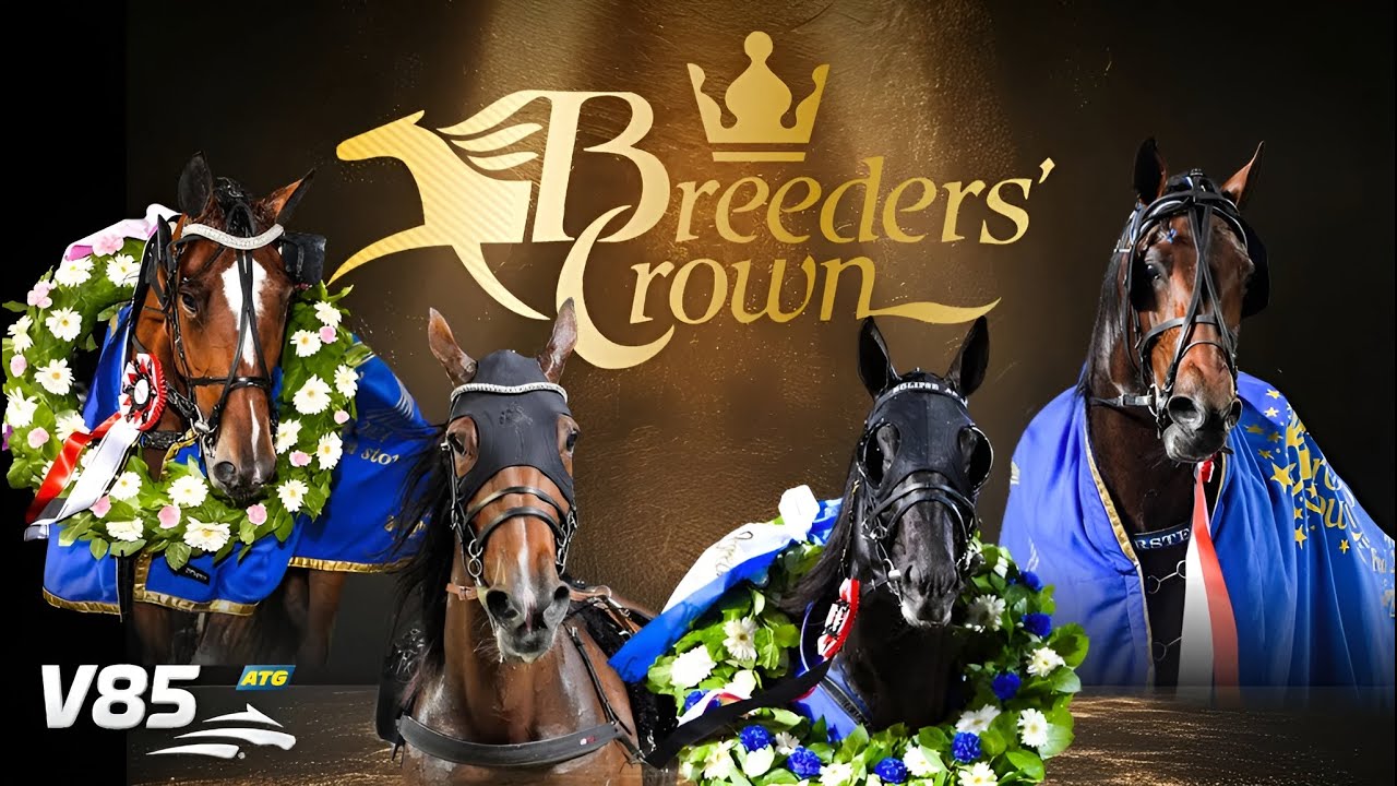 Swedish Breeders' Crown 2025 Final stallion/gelding 3-year