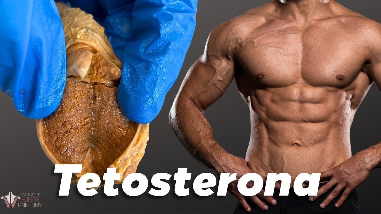 Los efectos de la TETOSTERONA en HOMBRES (y un poco a las mujeres...)