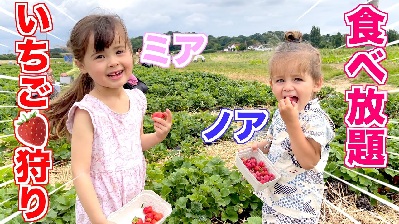 【いちご狩り】ミアノアでいちご畑を食べ尽くすぞ❗️｜イギリス在住だけど日本語頑張ってます｜森へお散歩も｜国際結婚｜家族全員マルチリンガル｜