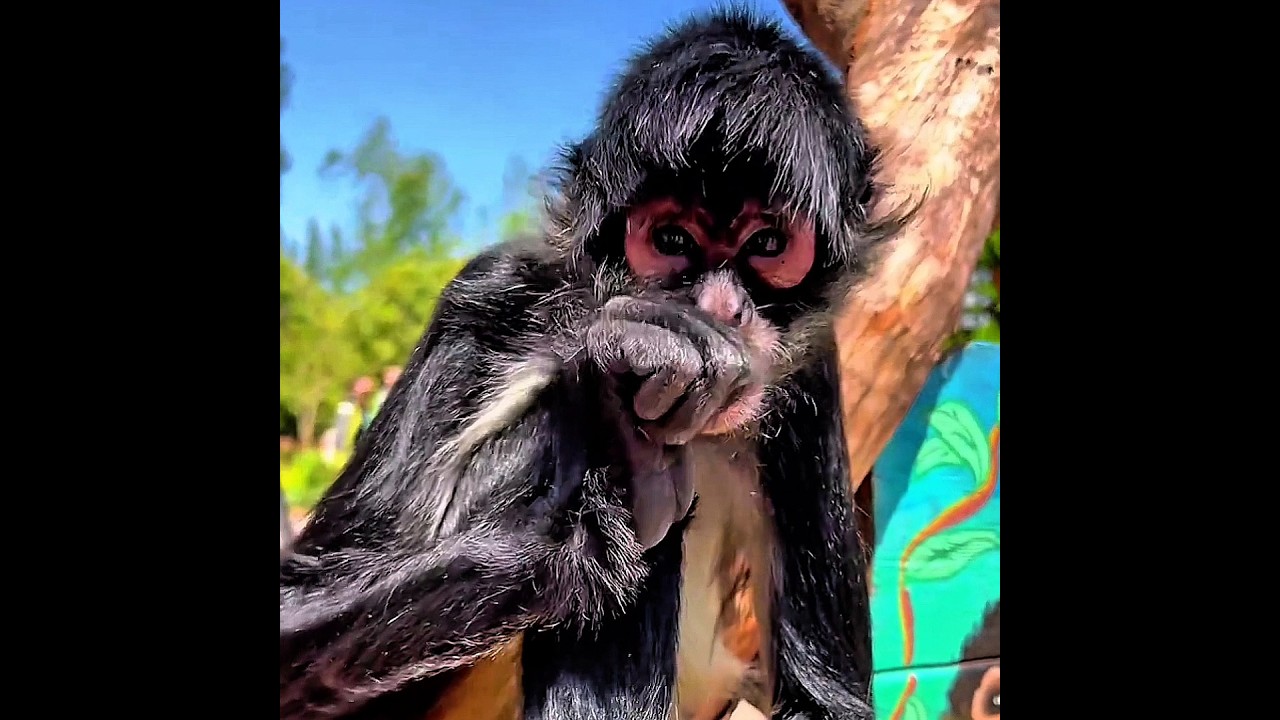 Spider Monkey's Tail Is Stronger Than Your Hands #shorts #wildlifeshort