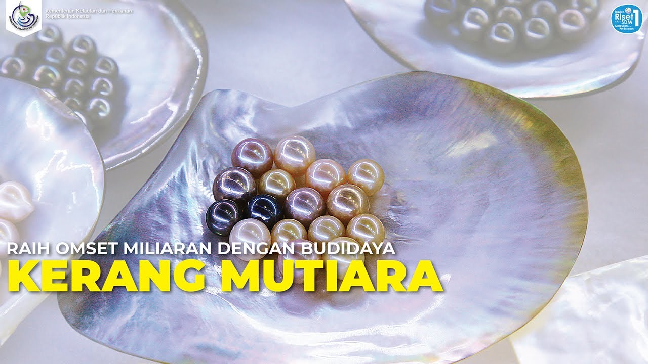 Raih Omset Miliaran dengan Budidaya Kerang Mutiara yang Ramah Lingkungan