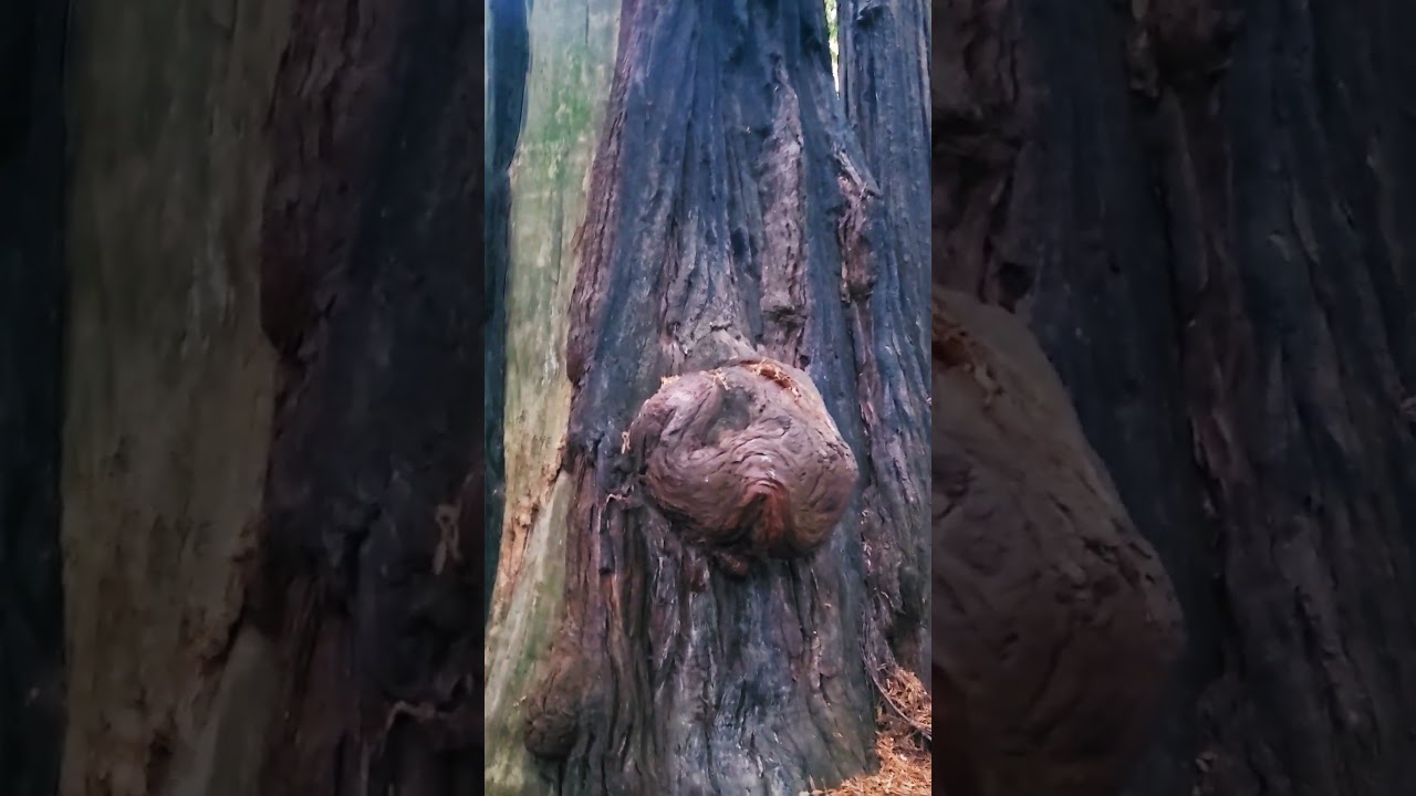 This is an expensive Burl/Birdseye. #nature #adventure #shorts #short