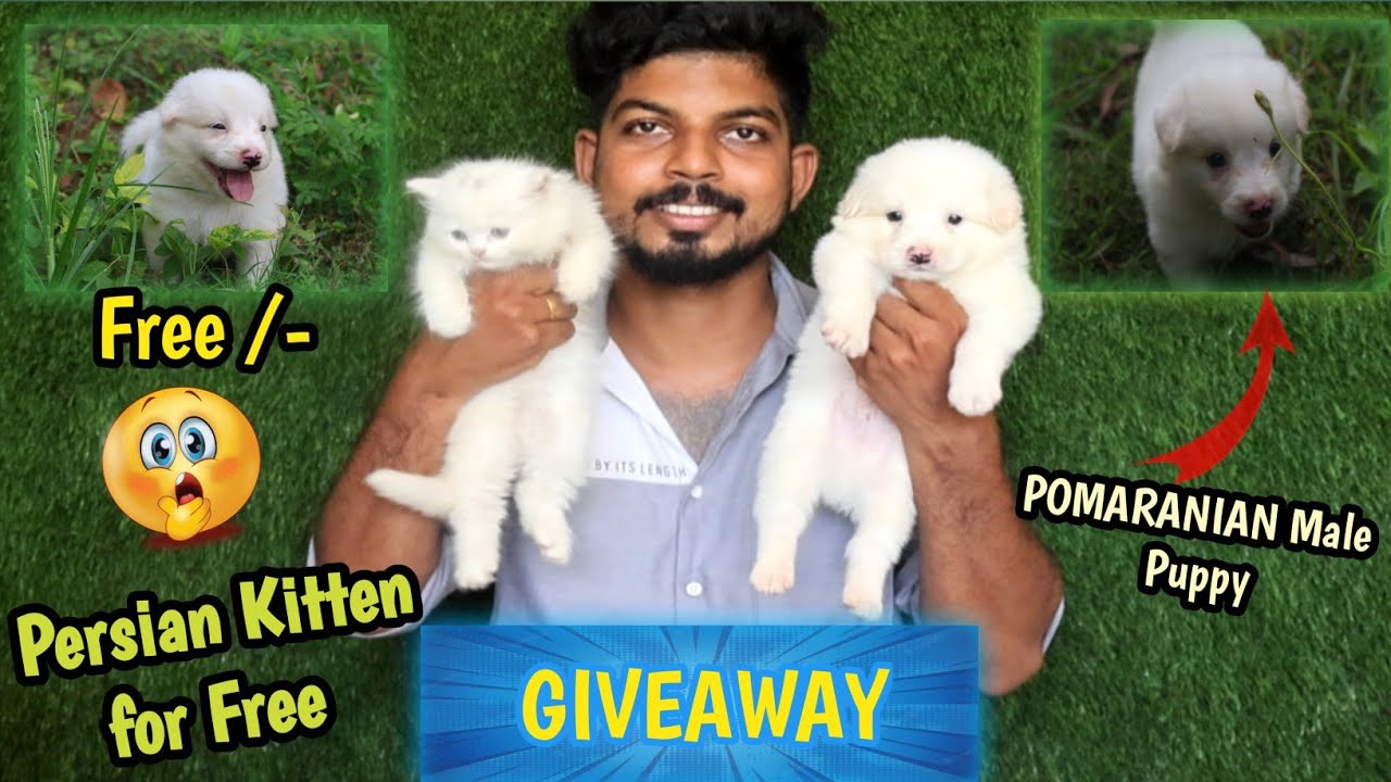 Free ആയിട്ട് puppy കിട്ടും 😱|| Giveaway Alert⚠️||Persian male kitten😱POMARANIAN male puppy for free💖