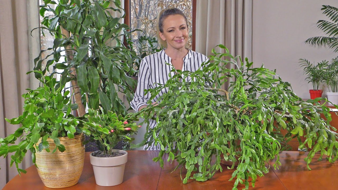 Grudnik - inicjowanie kwitnienia, rozmnażanie i pielęgnacja grudnika. Jak dbać o grudnika?