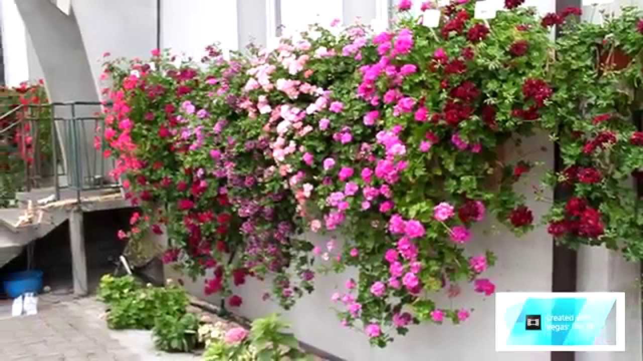 pelargonie przewieszające fuksjana.pl
