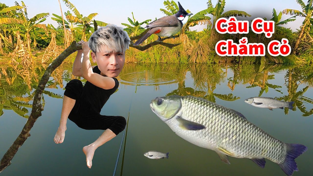 Cáo Ca - Câu Cá Chắm Cỏ Bị Lôi Mất Cần || Hậu Cáo Trổ Tài