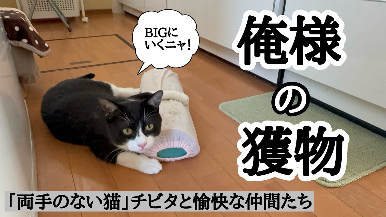 【猫動画】猫じゃらしより〇〇〇のニャロメ💦「両手のない猫」チビタと愉快な仲間たち