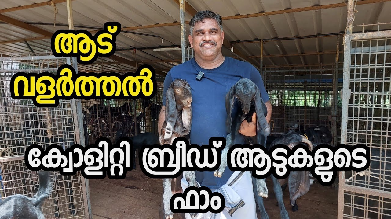 ക്വോളിറ്റി ബ്രീട് ആടുകളെ മാത്ര ഒരു ഫാം| ആട് വളർത്തൽ | വിനായകാ ഗോട്ട്ഫാം
