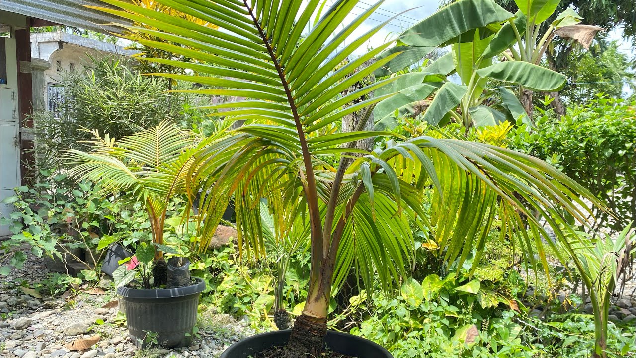 Pembersihan Serabut Pada Bonsai Kelapa