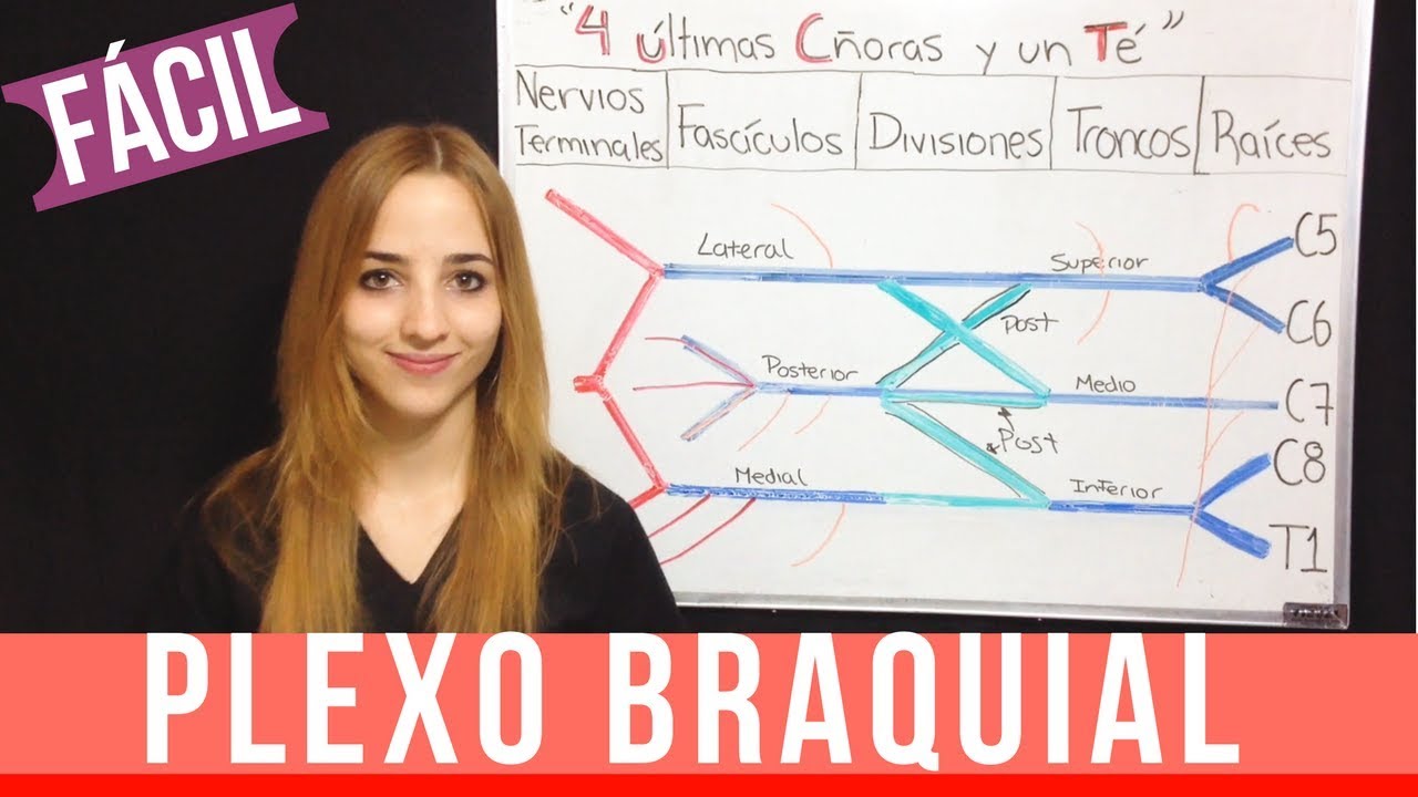 PLEXO BRAQUIAL FÁCIL EXPLICACIÓN + mnemotecnia ANATOMIA  | Mentes Médicas