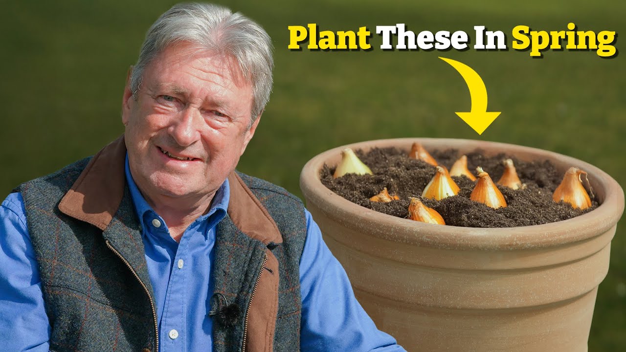 Don’t Wait! Plant These Bulbs Now for a Colour Explosion This Summer