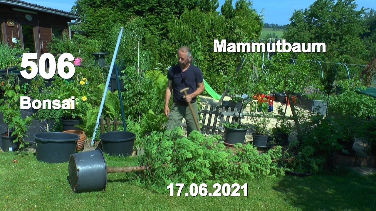 Baum umtopfen. Mammutbaum Bonsai und Mammutbaum als Baum. Buchsbaum Folßform gezeigt