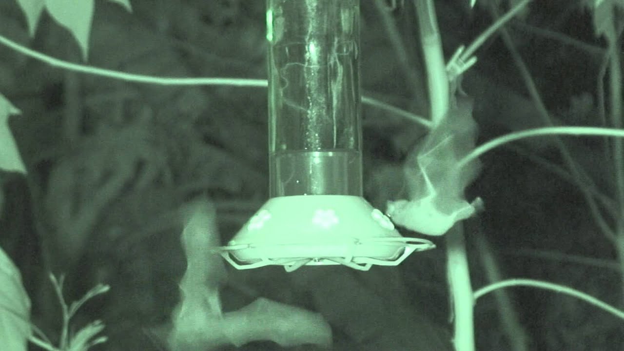 Nectar bat feeding from humming birds feeders at night