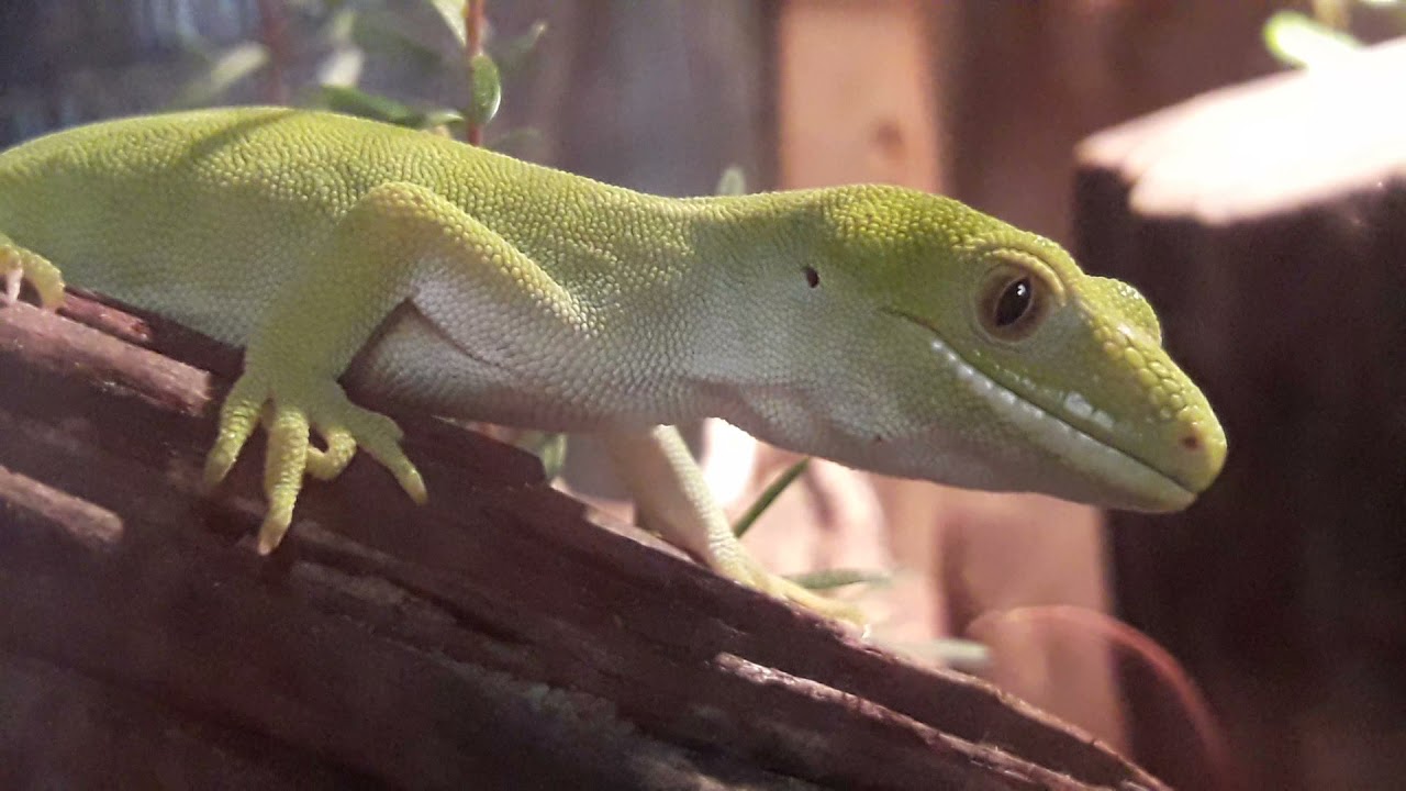 Auckland Green Gecko