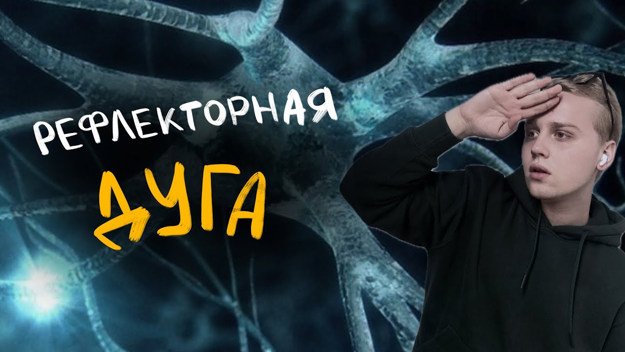 Анатомия | Нервная система. Рефлекторная дуга. Соматический рефлекс | ЦТ, ЦЭ, ОГЭ, ЕГЭ