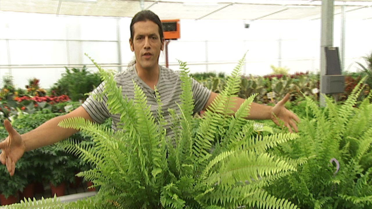 Cuidados de los helechos de interior y del ficus ginseng - Decogarden - @Jardinatis