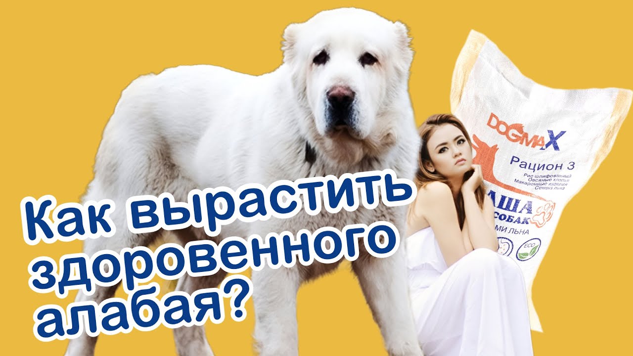 Как вырастить БОЛЬШОГО АЛАБАЯ. О чем не расскажут в питомнике