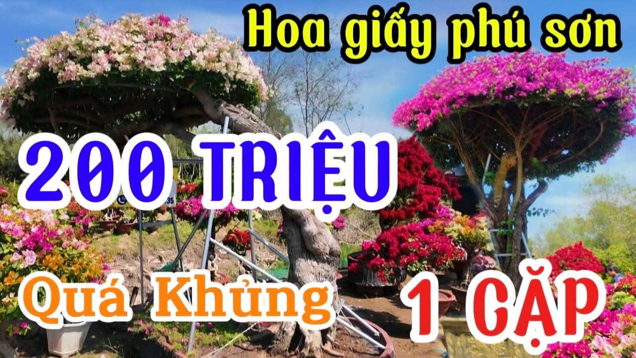 "Xôn Xao" Làng Hoa Phú Sơn Chợ Lách Bến Tre xuất hiện cặp hoa giấy khủng GIÁ 200 TRIỆU 1 cặp