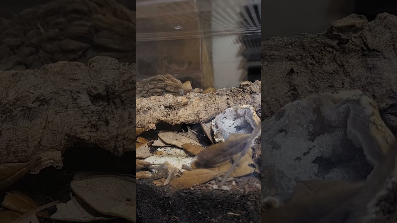 Isopod Timelapse! Zebras and Dried Shrimp