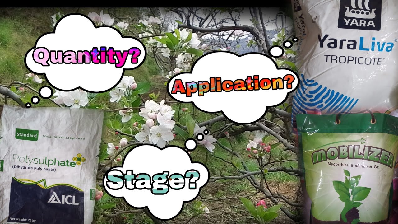 Nitrogen Application on Pink Bud 2023 || @TheAppleStack ||