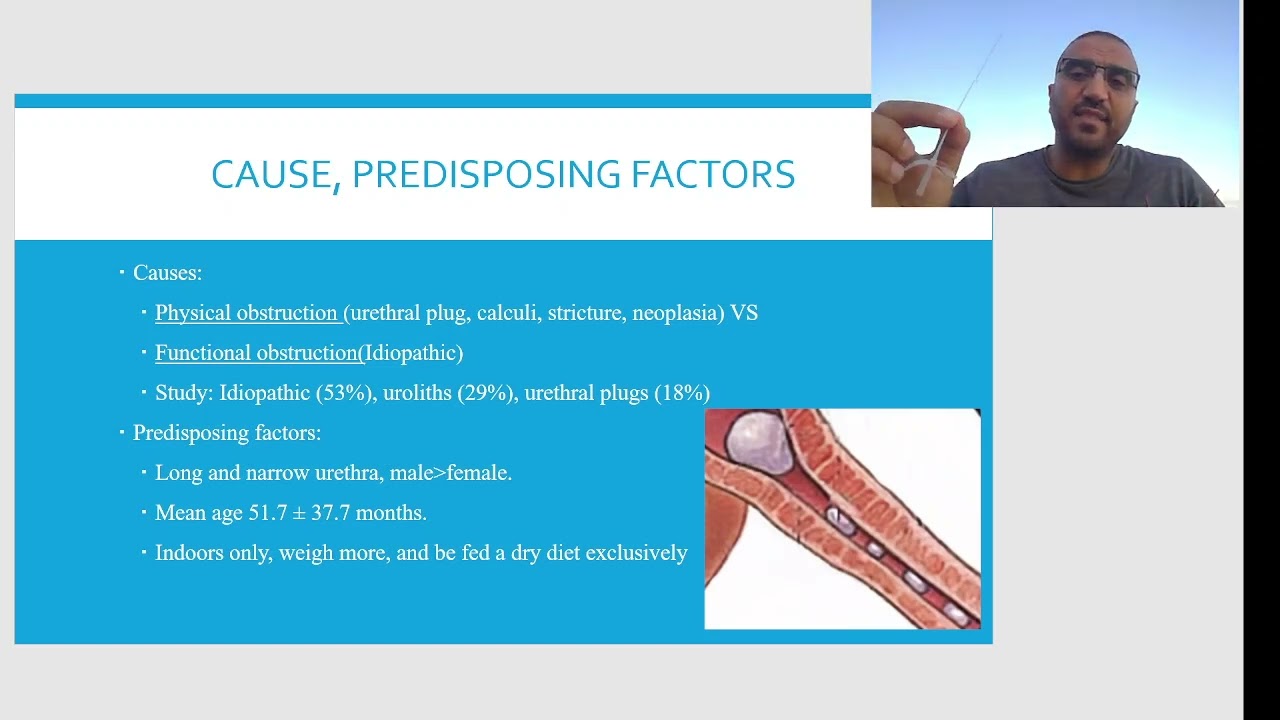 Chapter 4: ER: Feline Urinary Obstruction فك إنسداد البول قطط  طوارئ 1/2