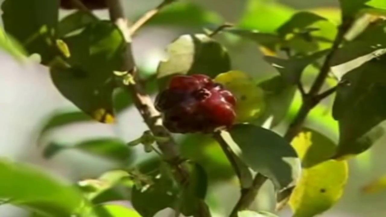 Mondini Plantas: Como cultivar Pitanga