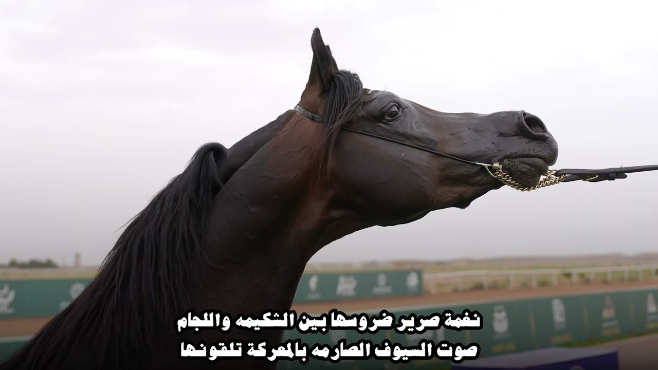 شيلة / اهداء إلى صاحب السمو الملكي الأمير عبدالعزيز بن سعد بن عبدالعزيز