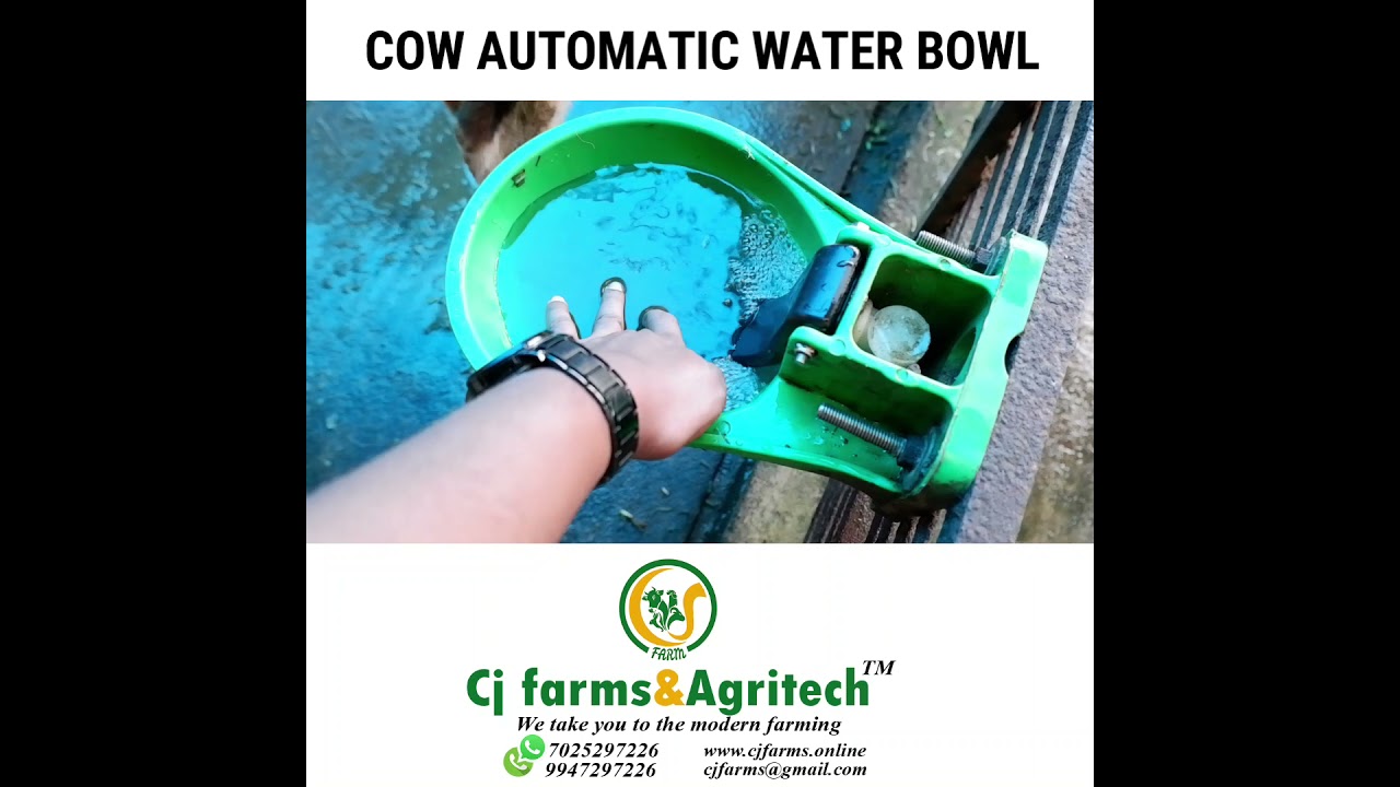 AUTOMATIC WATER BOWL FOR COW |