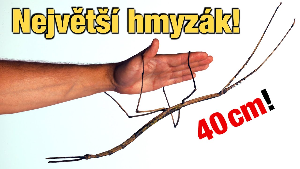 V Austrálii našli Největšího hmyzáka! [TIP 414]