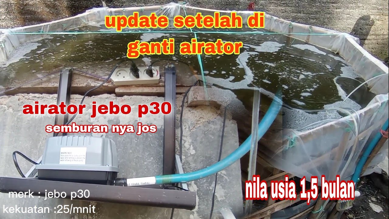 perkembangan nila usia 1,5 bulan airator jebo p30