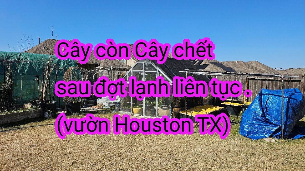 #649:Ra vườn đảo 1 vòng kiểm tra lại khu vườn sau đợt lạnh kéo dài vừa rồi tại Houston TX. 