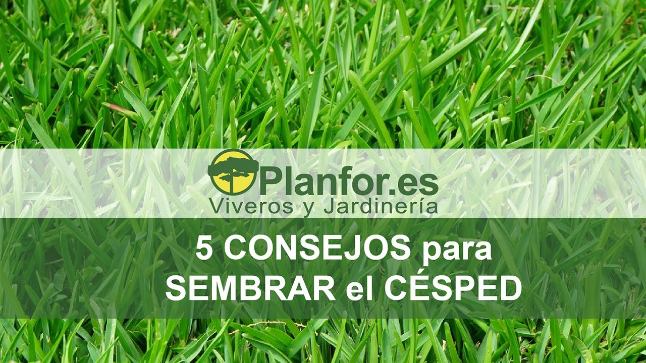 5 consejos clave para sembrar el césped