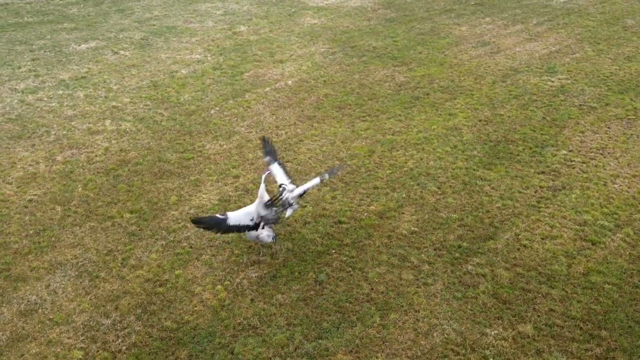 Żurawie uchwycone dronem.