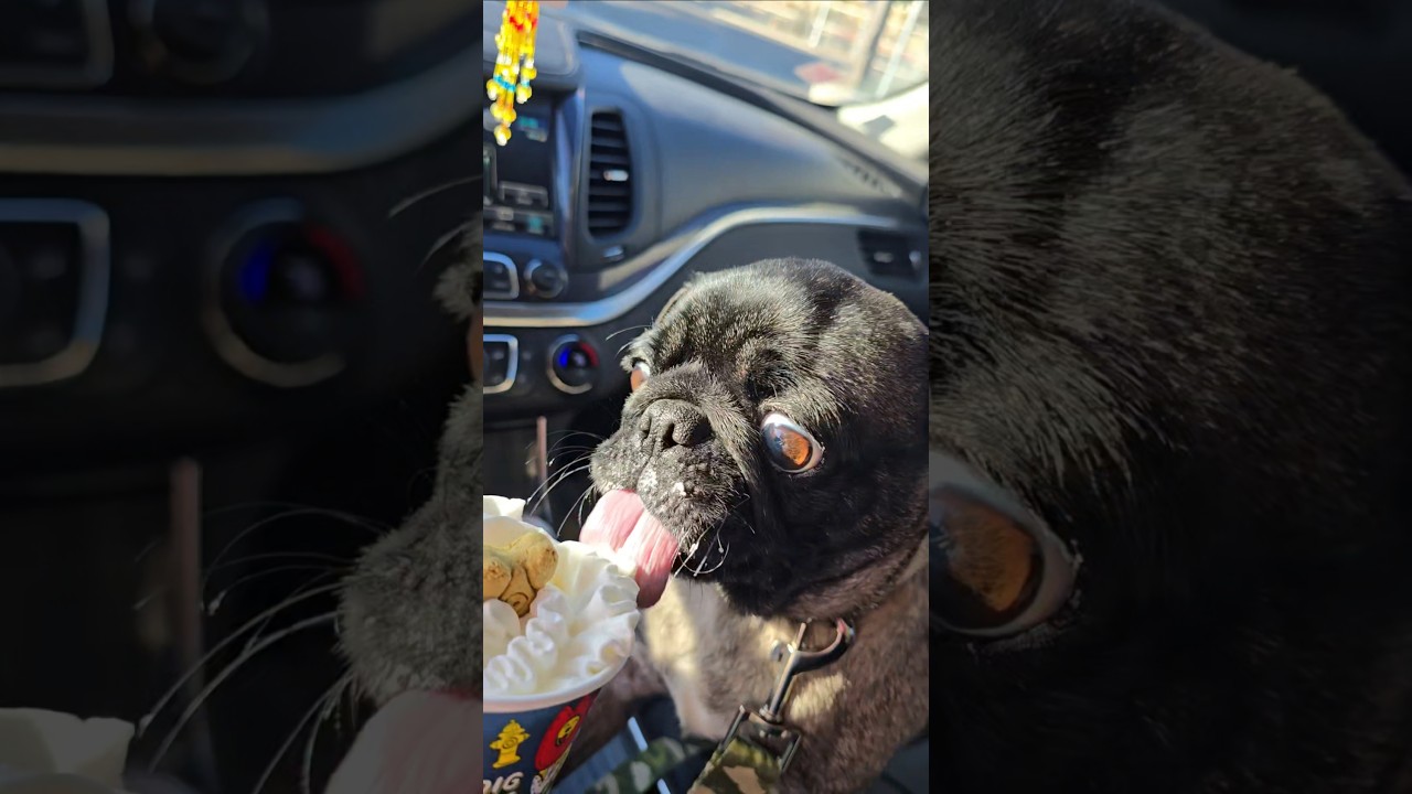 Pug Life 