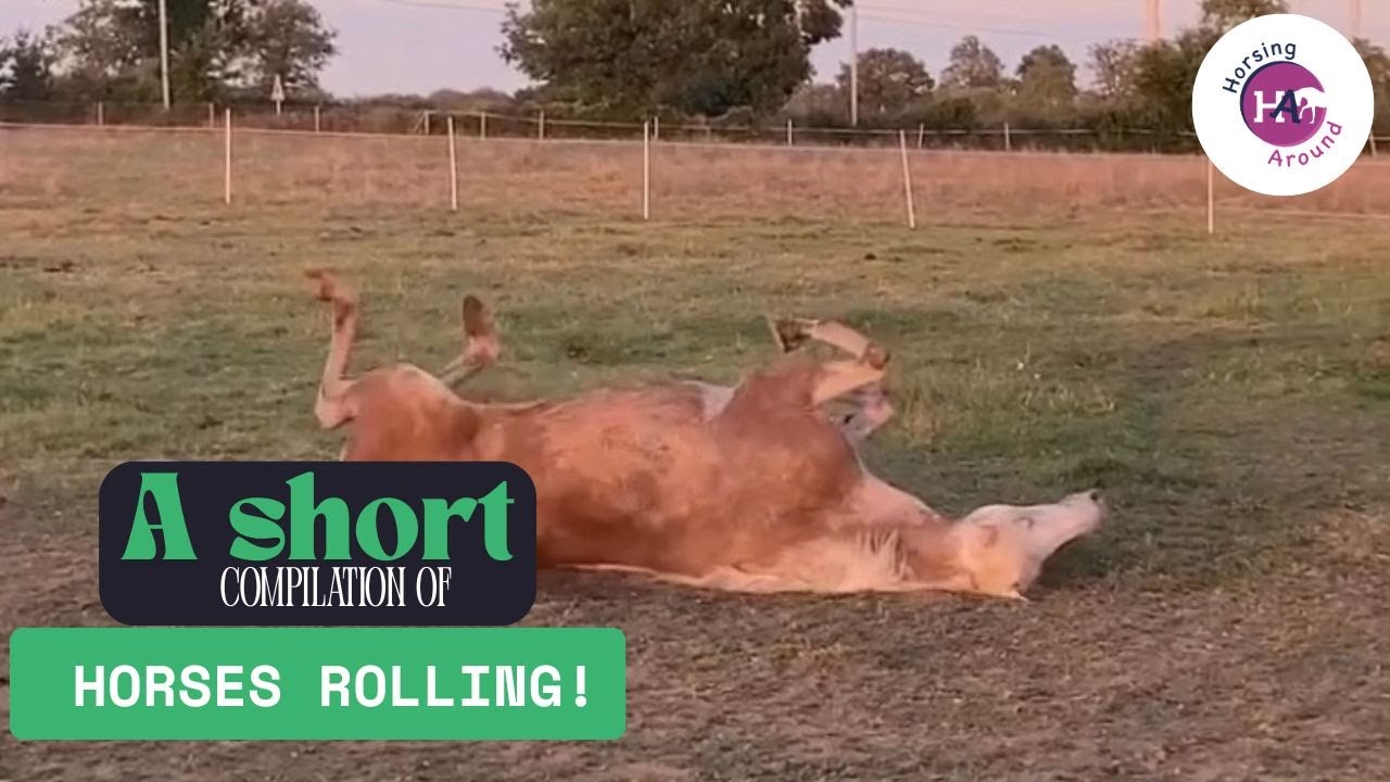 A Short Compilation of Horses Rolling
