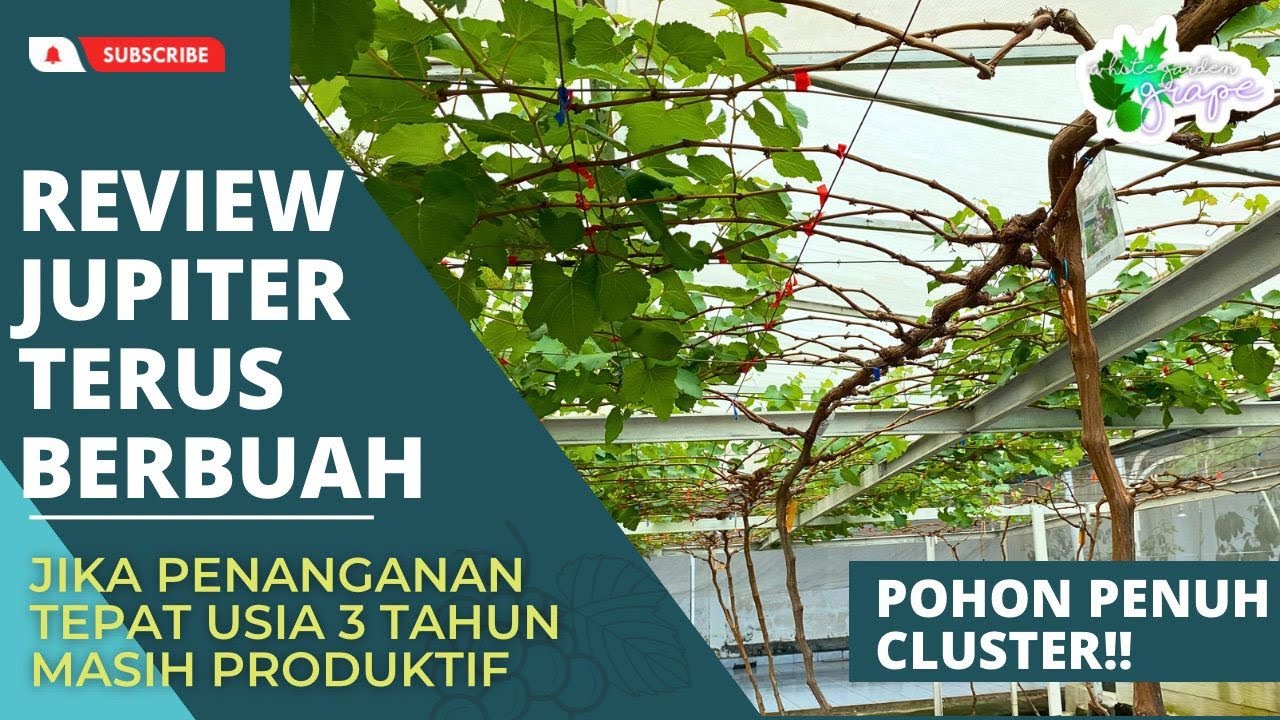 Review anggur jupiter berbuah terus menerus